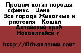 Продам котят породы сфинкс › Цена ­ 4 000 - Все города Животные и растения » Кошки   . Алтайский край,Новоалтайск г.